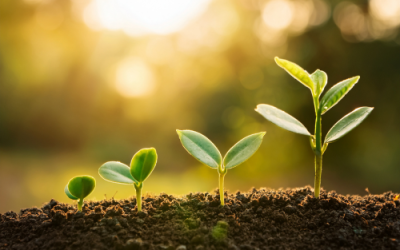 You Never Quite Know Which Seeds Will Grow